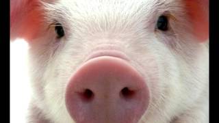 돼지 울음 소리 Pig Sniffing amp Squealing Sound Effect  Free Sound Effect [upl. by Wakeen570]