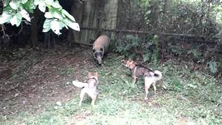 Shikoku Ken Baying Boar [upl. by Buddy]