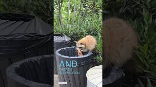 Trash Panda Eats Pizza in Central Park nyc pizza raccoon trashpanda [upl. by Iroak]