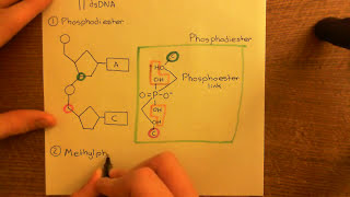 Antisense Oligonucleotides Part 3 [upl. by Ytitsahc341]