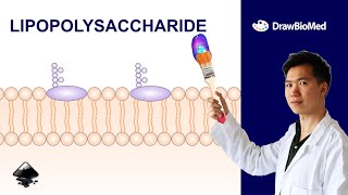 How to draw lipopolysaccharides LPS in Inkscape  Scientific Illustration  Graphical Abstract [upl. by Arodnap]