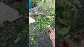 തകര വട്ടത്തകര പൊന്നാരിThakara medicinal plant [upl. by Rima225]