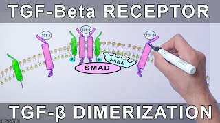 TGFBeta Receptor  Structure and Dimerization [upl. by Bellina]