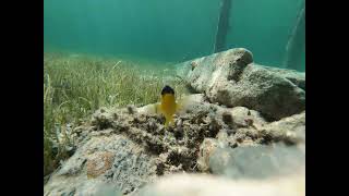 damselfish inspects you [upl. by Grimaldi562]