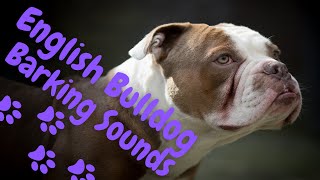 DOG BARKING  ENGLISH BULLDOG BARKING SOUNDS [upl. by Christoffer]