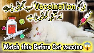 Cat Vaccination  Kitten Vaccination Age amp schedule  Rabies Vaccination for cats  cat vaccines [upl. by Ofloda]