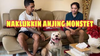 MENAKLUKKAN ANJING AMERICAN BULLY ‼️ GAK BISA DIAM KETIKA LIHAT ORANG LAGI MAKAN [upl. by Velick]