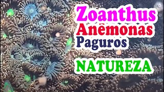 Coral anêmona zoanthus e paguros na natureza aquário marinho reef [upl. by Lesna]