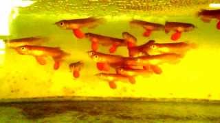 Aqua Gold Baby Crossback Golden Arowana [upl. by Bremser341]