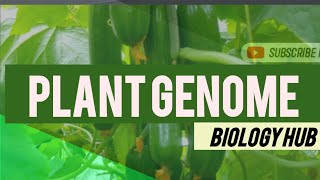 Difference between Chromosomal and mitochondrial DNA of Plants✨ [upl. by Ettegroeg]