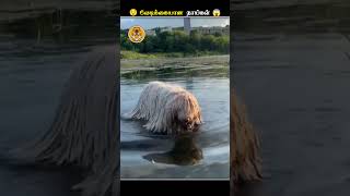 பாக்குறதுக்கே Moph மாதிரி இருக்கும் வினோதமான நாய்  Komondor Dog Moph  Animal Voiceover Tamil [upl. by Ilsa321]