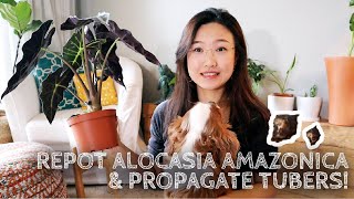 Plant Care amp Repot  Alocasia AmazonicaAlocasia Polly  Houseplants Propagation [upl. by Wehtta]