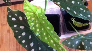 Begonia Maculata Propagation Update [upl. by Burnside994]