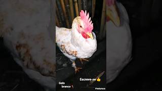 Galo Isa Brown Branco rooster granja natureza [upl. by Juan621]