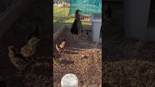 Hatch Chicks gamefowl gamefowls gamefowlbreeder gallos gallosdecombate [upl. by Eelnayr]