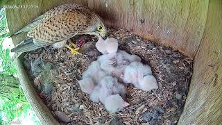 First week of feeding compilation  Kestrel nestbox highlights 15 [upl. by Ayrb]