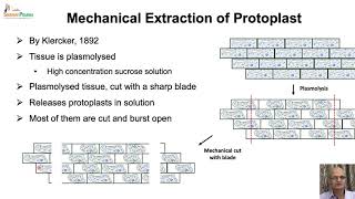 Protoplast Culture amp Application [upl. by Flemming]