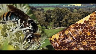 Powerful Pollinators Webinar [upl. by Zerdna]