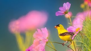 Peaceful Instrumental Music Relaxing Nature music Song Birds of Morningquot By Tim Janis [upl. by Amling158]