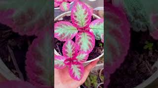 Episcia plant  garden ideas gardeningideasforhome gardening decor garden gardenideas [upl. by Cthrine]