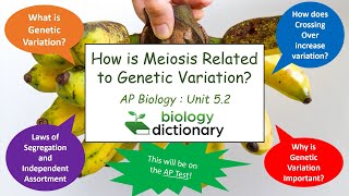 Meiosis and Genetic Diversity  AP Biology 52 [upl. by Ardnot]