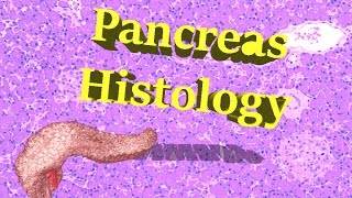 Pancreas Histology [upl. by Demetrius]