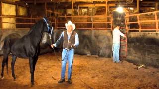 If you love horses watch this The outlaw horse in pain [upl. by Adall422]