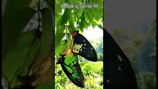 Ornithoptera priamus  common green birdwing BIRDWING BUTTERFLY [upl. by Groscr221]