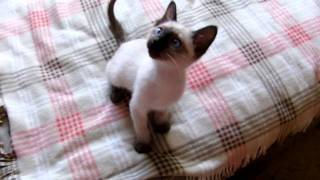 Cute Siamese kitten [upl. by Plato]