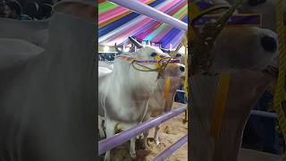 BEAUTIFUL COWS🔥 MAZZ CATTLE FARM GOLBARI 🔥 kolkatacow2024 viral shorts trending golbari india [upl. by Treat]