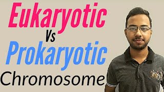 Prokaryotic vs Eukaryotic Chromosomes  Structure of chromosomes in eukaryotes and prokaryotes [upl. by Sukcirdor]