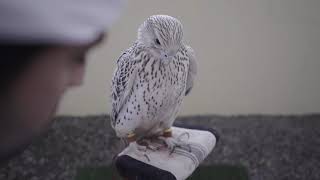 Al Kamda Falcons Introduction [upl. by Yortal390]