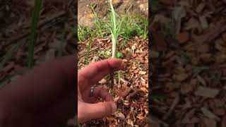 Nutgrass on a Permaculture Property [upl. by Eiggem]