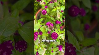 Gomphrena 💕 flowers nature shortfeed2024 viralshort youtubeshorts [upl. by Urbas]