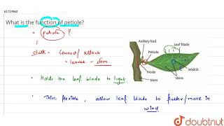 What is the function of petiole [upl. by Noived]