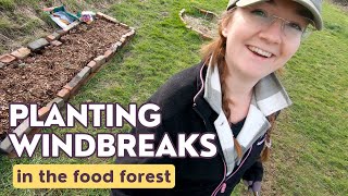 Food Forest Overhaul Pt 1  Windbreaks amp Perennial Companion Planting [upl. by Ruamaj]