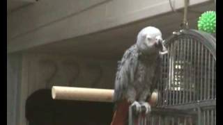 bamboula perroquet qui parle chante rit  talking parrot [upl. by Mahon142]