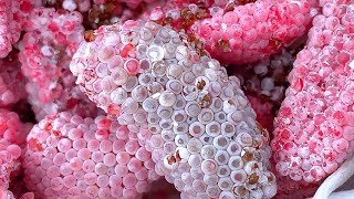 Invasive snail eggs crushed  Apple snail Eggs ASMR 🐌31 [upl. by Galasyn]