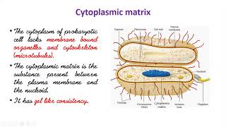 Bacterial Cell membrane  Spores  Cysts  Chapter  6  1st Year Biology [upl. by Carrick]