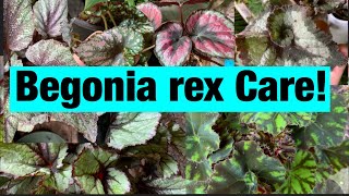 How to keep begonia rex alive The basics you need to know [upl. by Gibbeon656]