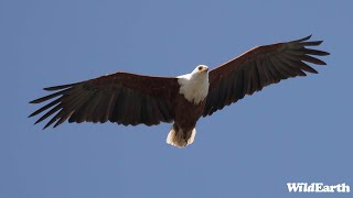 A soaring Sunday  SafariLIVE Sunrise  08 September 2024 [upl. by Donnie]