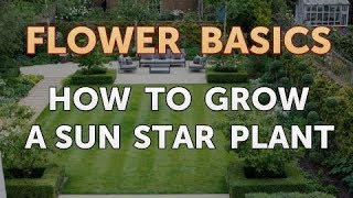 How to Grow a Sun Star Plant [upl. by Samtsirhc]