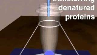 SDS page electrophoresis [upl. by Anitsirc420]