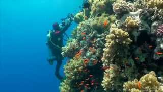 SCUBA Diving Egypt Red Sea  Underwater Video HD [upl. by Cykana]