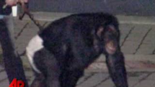 Screaming Chimp Frantic Owner Heard on 911 Call [upl. by Almeta]