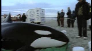 An orca stranding rescue [upl. by Nylac]