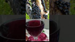 9 Surprising Health Benefits of Consuming Jabuticaba Daily [upl. by Marala]