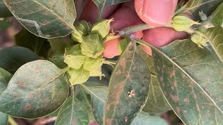 ASHWAGANDHA Withania somnifera  Medicinal plant identification  Dr Naser Jani [upl. by Greenstein]