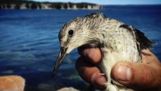 El Playero Rojizo Calidris canutus rufa [upl. by Absa824]