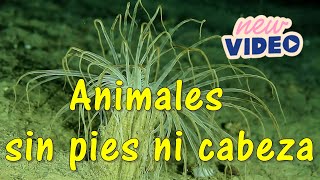 Animales sin pies ni cabeza [upl. by Garrison]